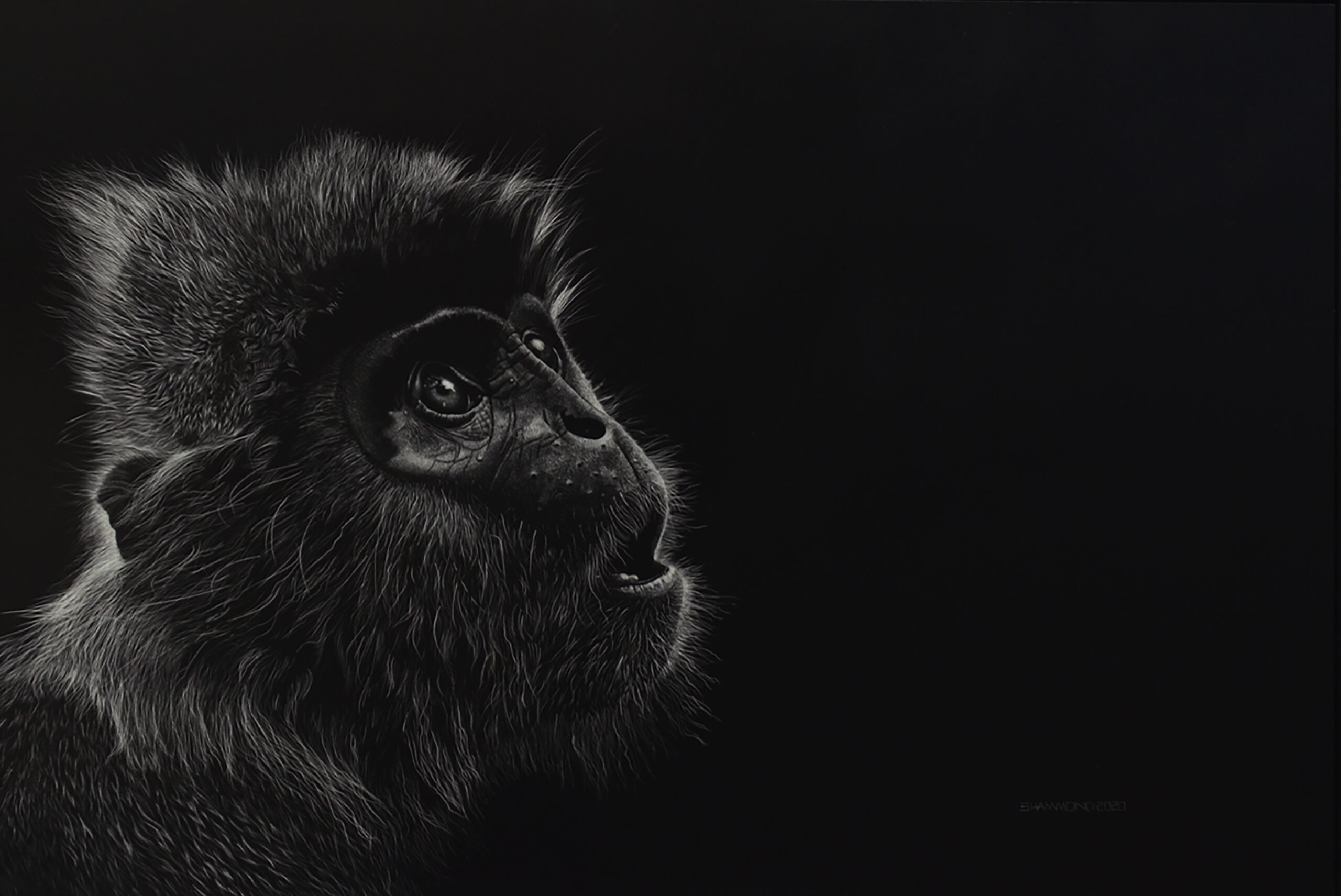 Steve Hammond Scratchboard